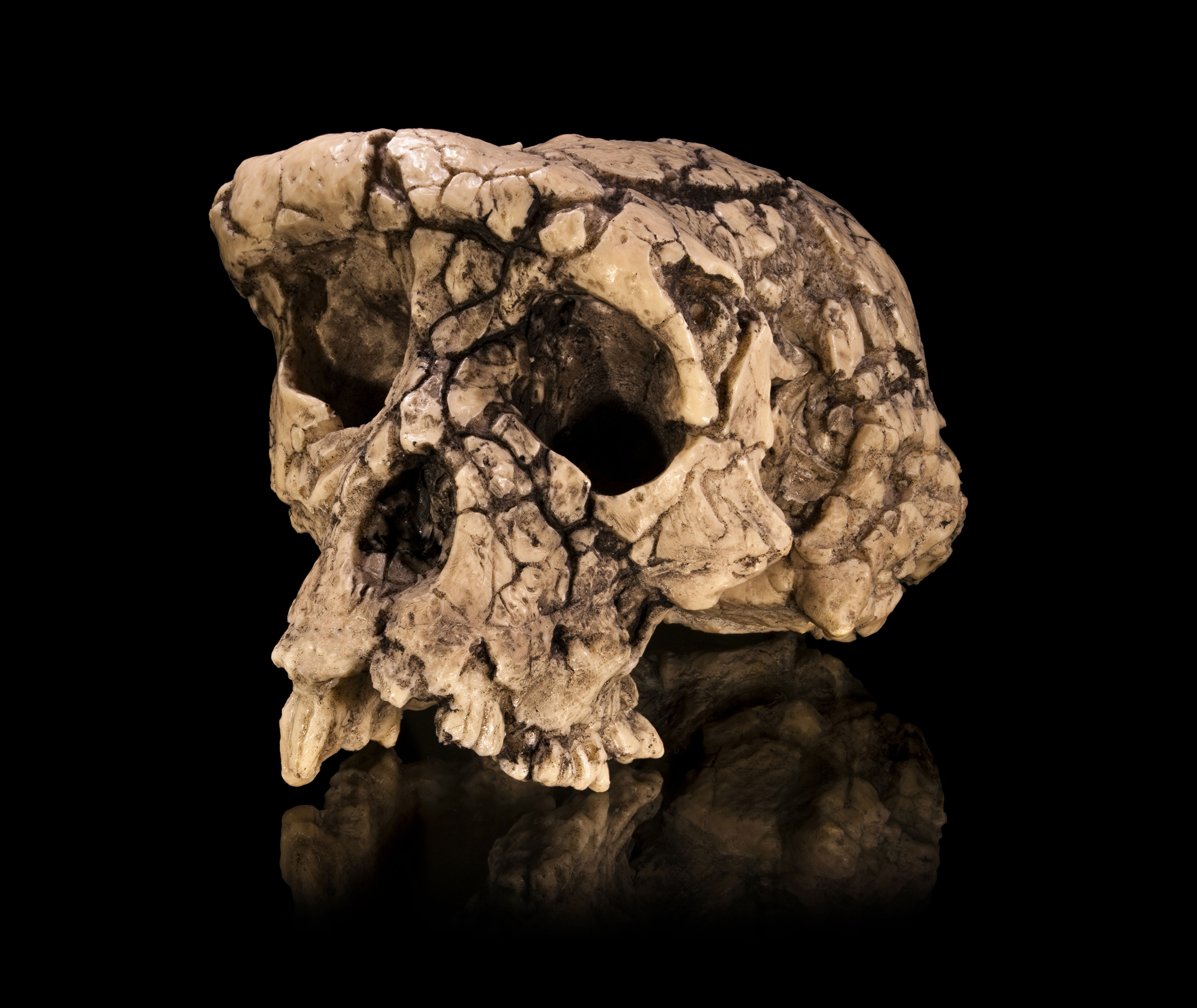 The Toumaï cranium (TM 266-01-060-1), the type specimen of Sahelanthropus tchadensis, shown in anterior view