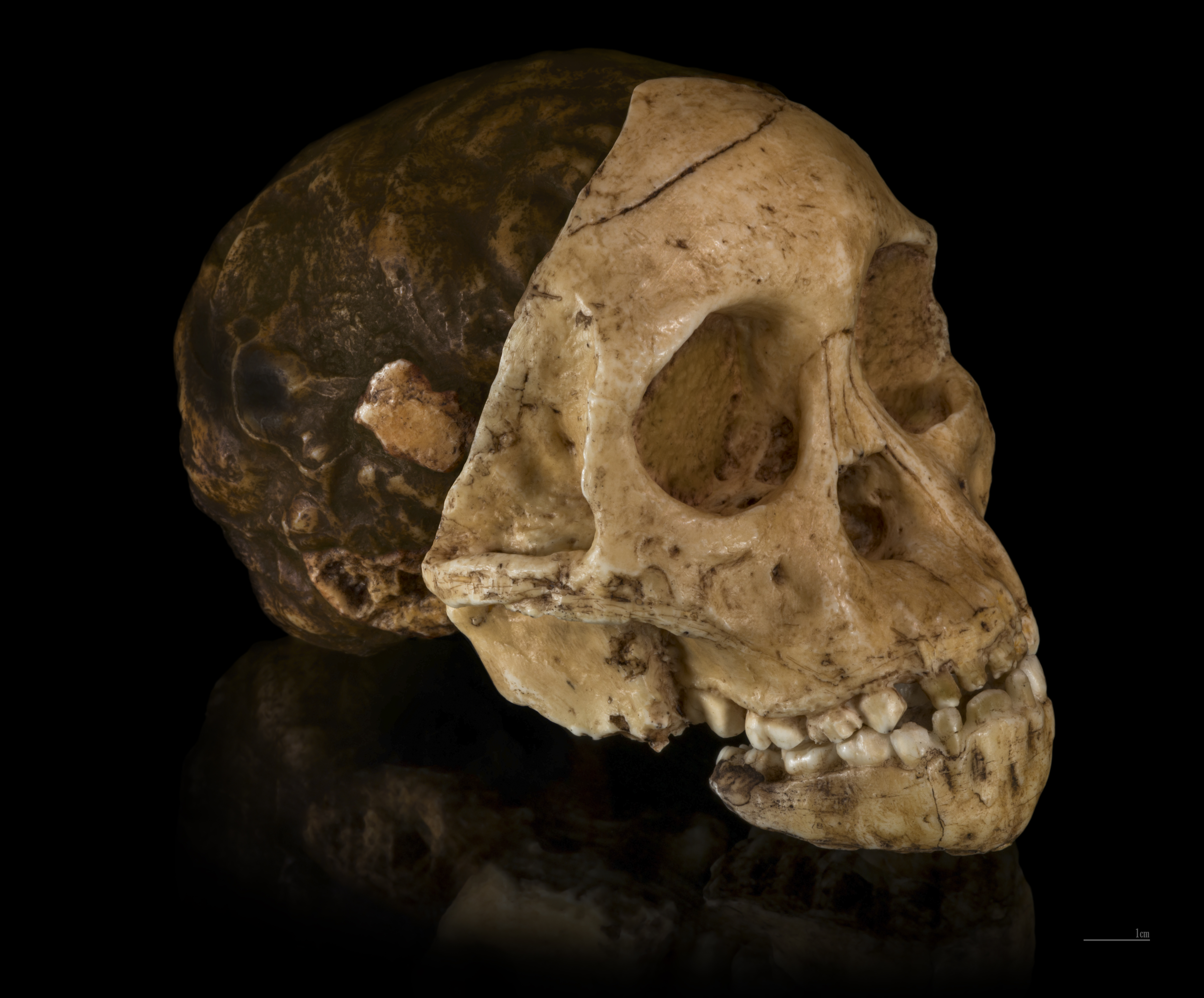 The Taung Child skull with its natural endocast, showing the juvenile dentition and forward-positioned foramen magnum.