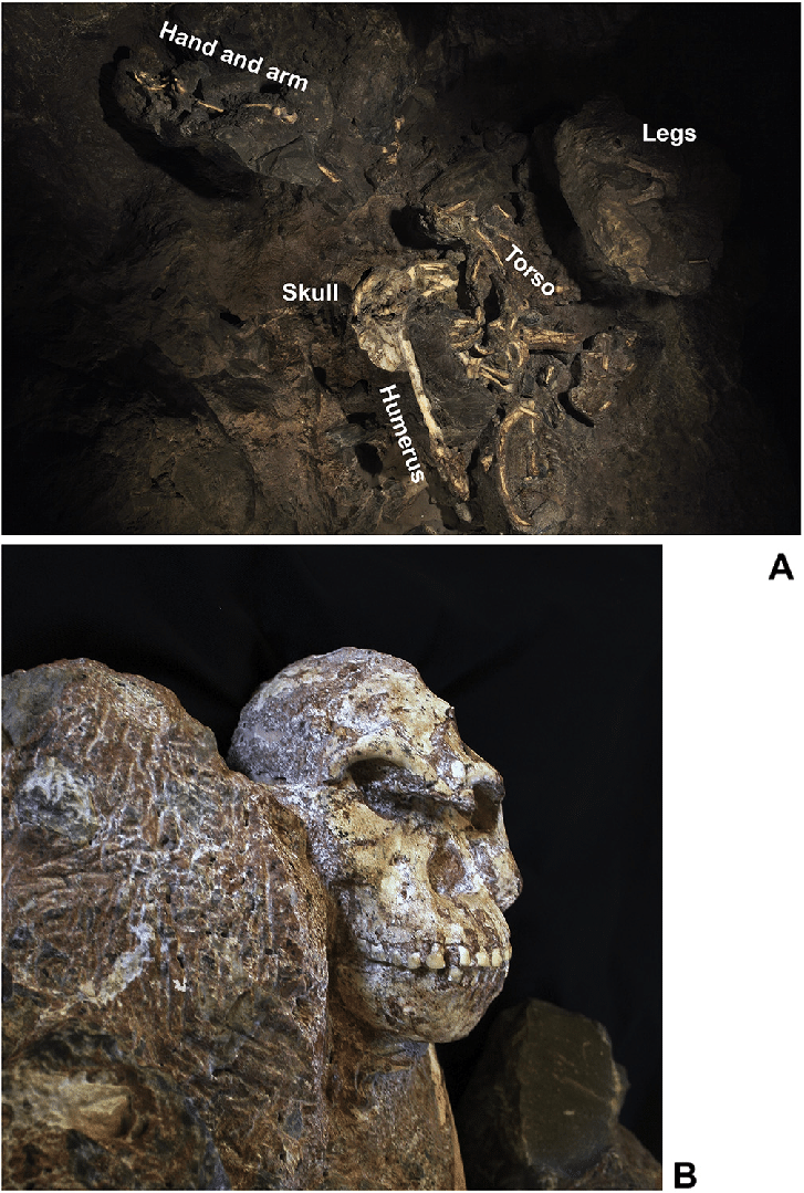 The StW 573 'Little Foot' skeleton, approximately 90 percent complete, one of the most complete australopithecine skeletons ever found.