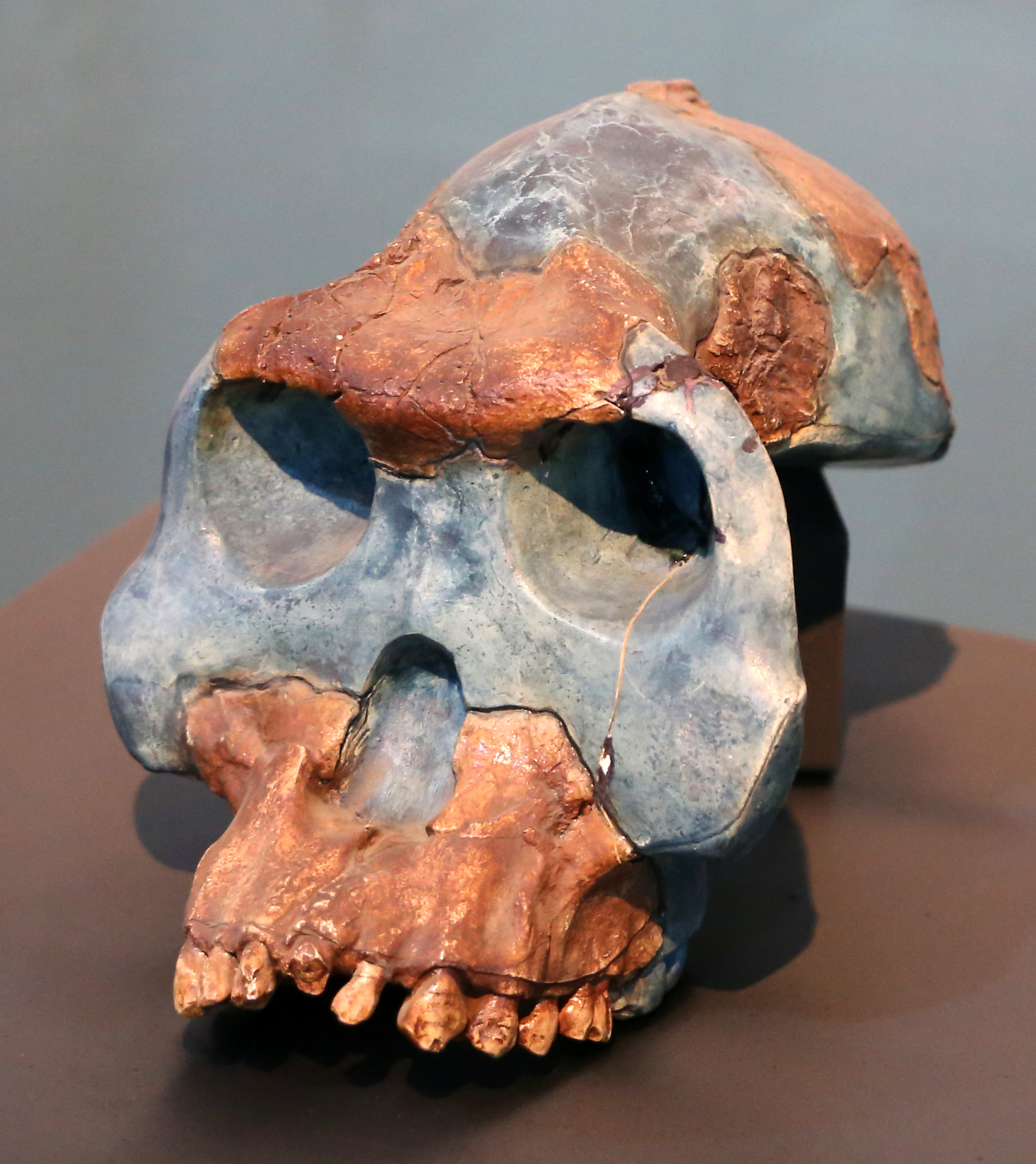 BOU-VP-12/130, the holotype cranium of Australopithecus garhi