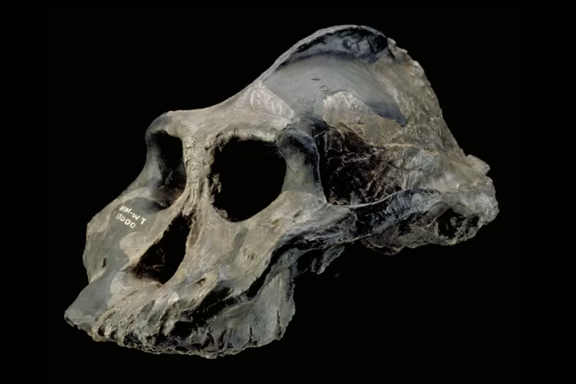 KNM-WT 17000, the 'Black Skull' of Paranthropus aethiopicus