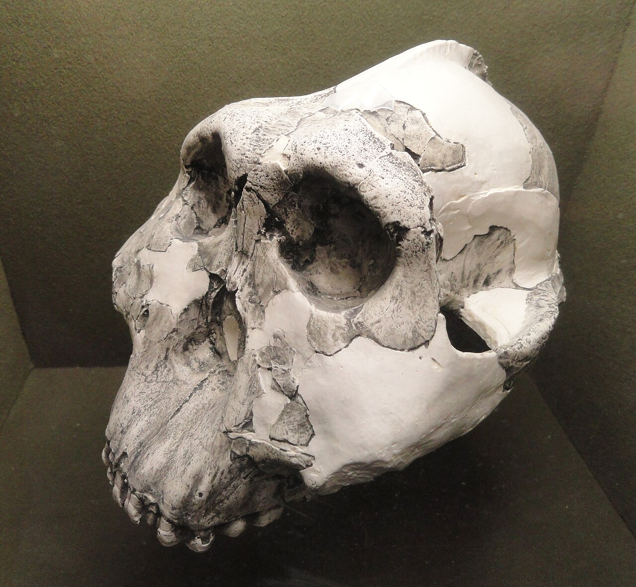OH 5, the 'Zinj' or 'Nutcracker Man' cranium of Paranthropus boisei