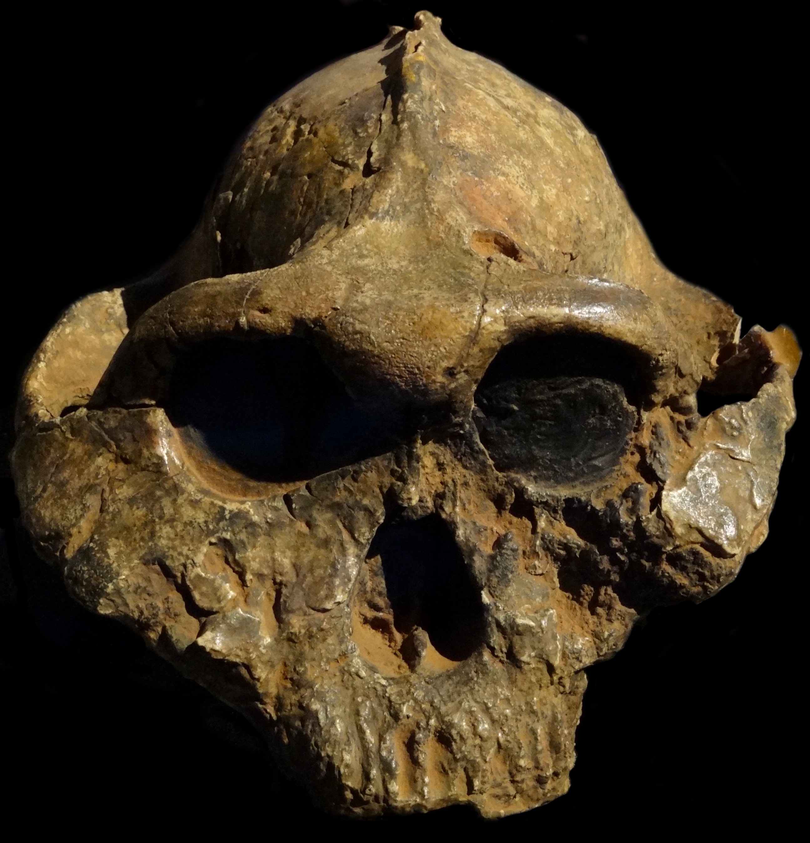 KNM-ER 406, a Paranthropus boisei cranium from Koobi Fora