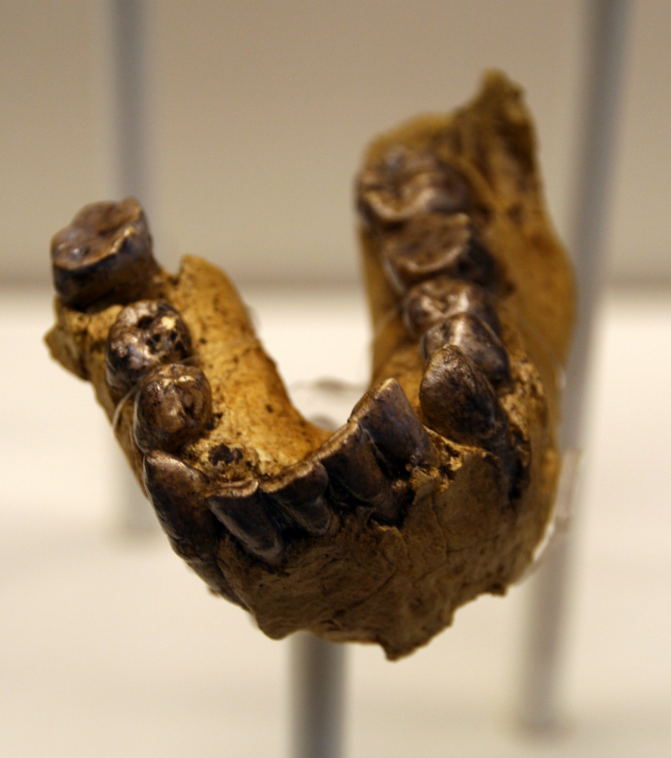 OH 7, the holotype mandible of Homo habilis, preserving thirteen teeth