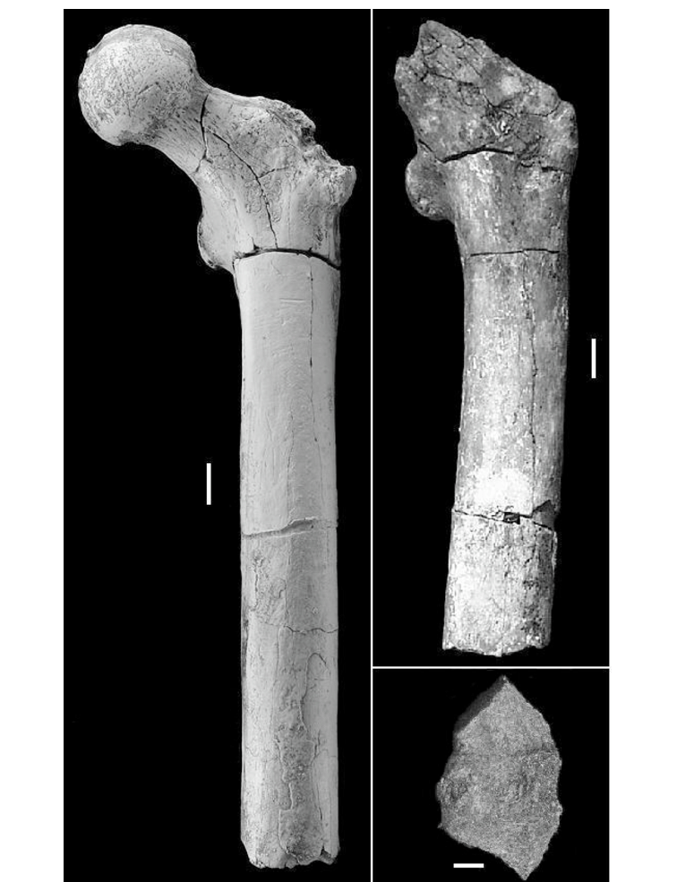 Proximal femur BAR 1002'00 of Orrorin tugenensis showing the elongated femoral neck and preserved femoral head