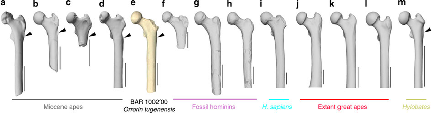 Dental remains of Orrorin tugenensis showing molar teeth with thick enamel