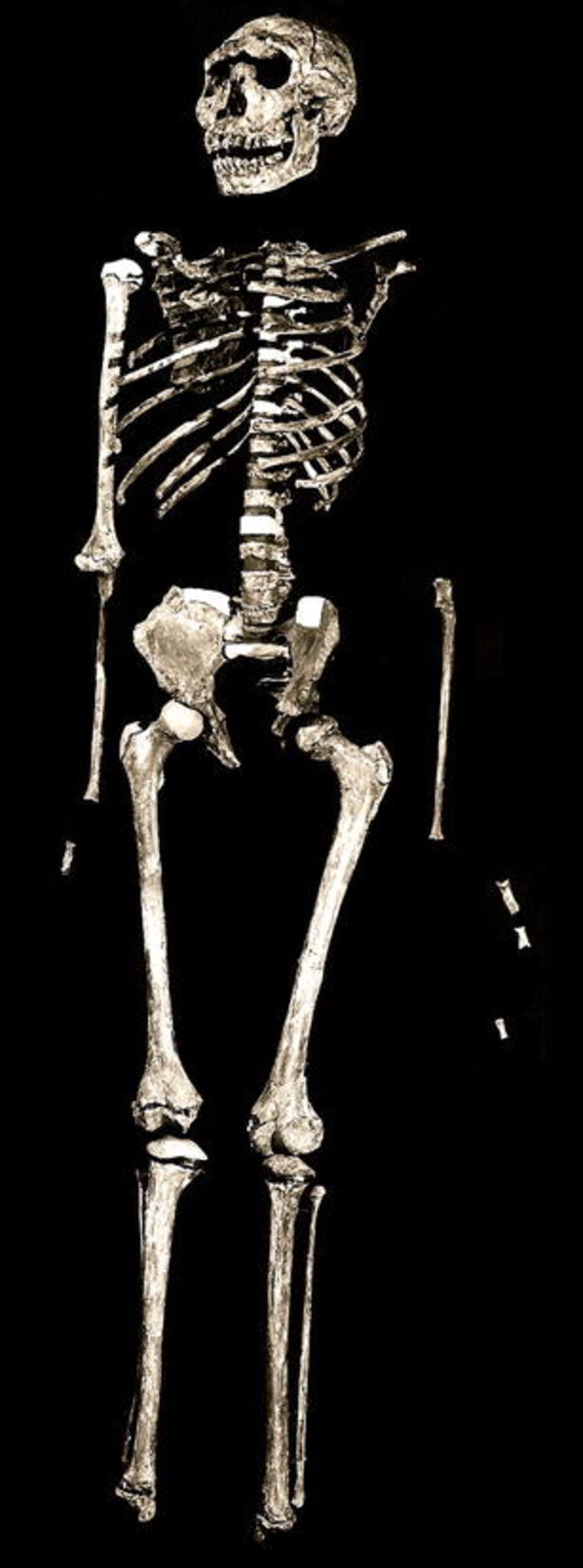 KNM-WT 15000 Turkana Boy, the most complete early human skeleton, showing modern body proportions