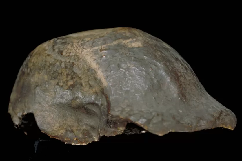 Trinil 2 calvaria, the holotype specimen of Homo erectus discovered by Eugène Dubois in Java in 1891