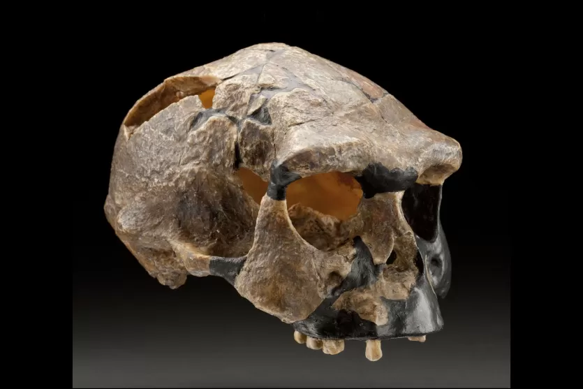 Sangiran 17, a large Homo erectus cranium from Java with a capacity of approximately 1004 cc
