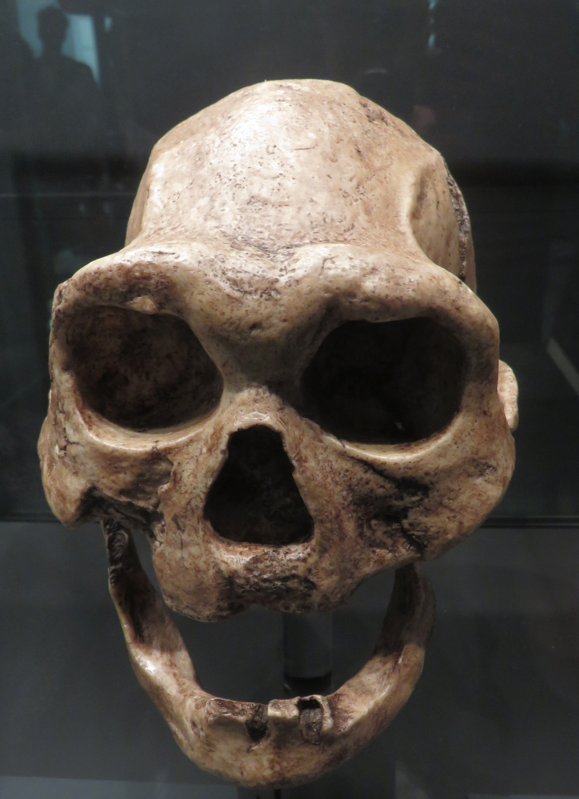 Dmanisi Skull 4 (D3444), a toothless elderly individual showing evidence of survival despite severe disability
