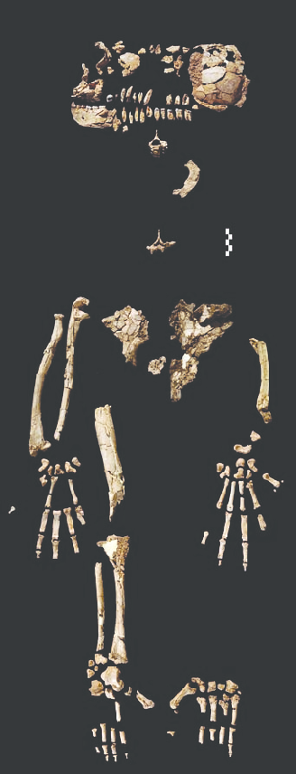 The partial skeleton of Ardipithecus ramidus (ARA-VP-6/500), nicknamed Ardi, preserving skull, pelvis, hands, and feet.