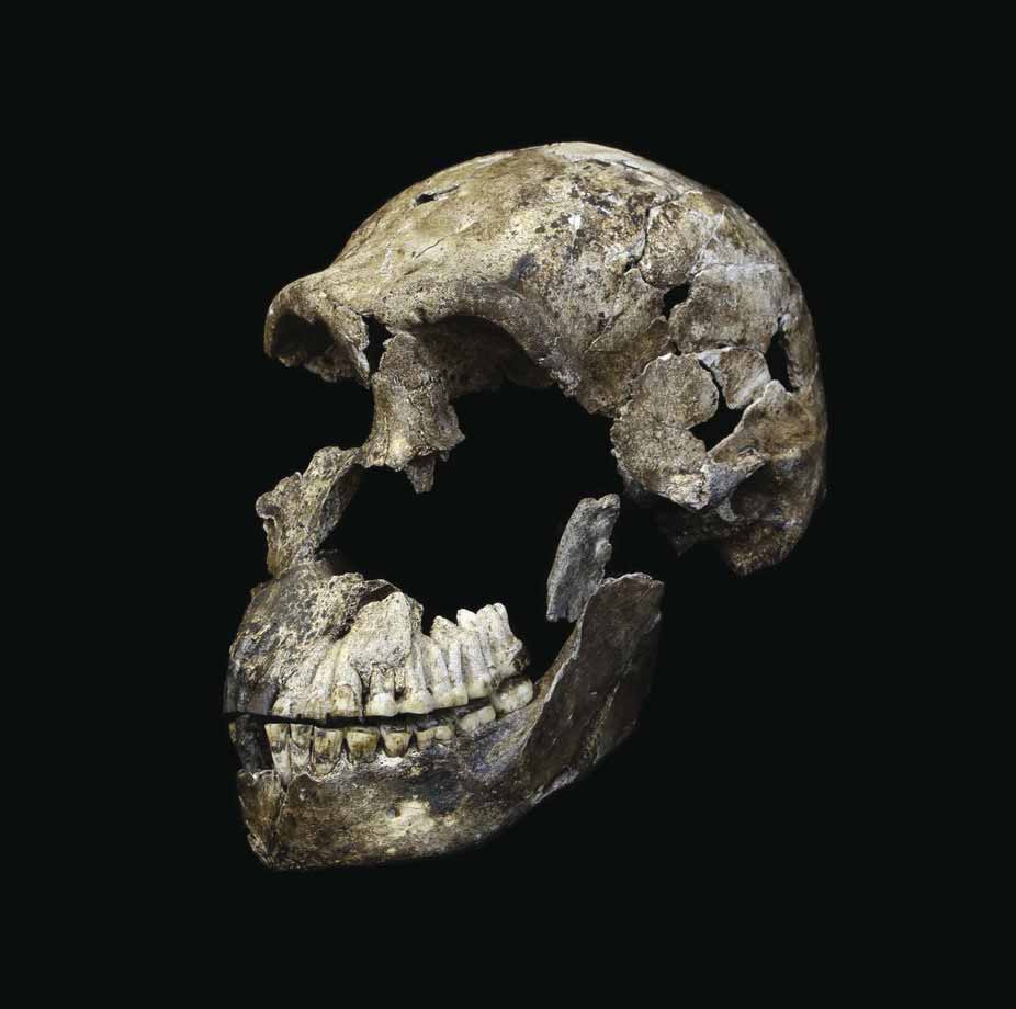DH1 holotype skull of Homo naledi, showing the partial calvaria and mandible