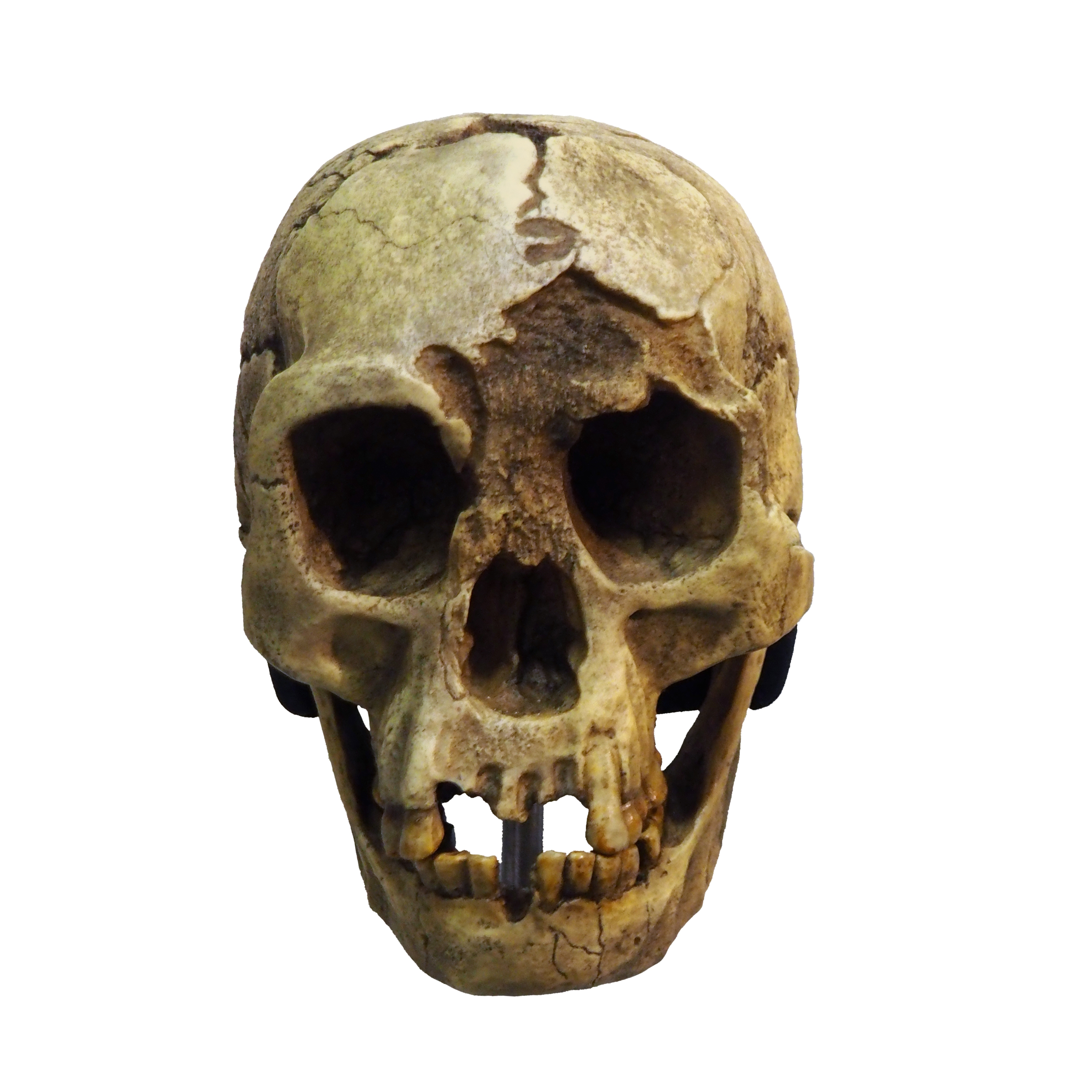 LB1 skull of Homo floresiensis from Liang Bua cave, Flores