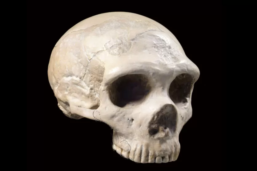 Gibraltar 1 Neanderthal skull