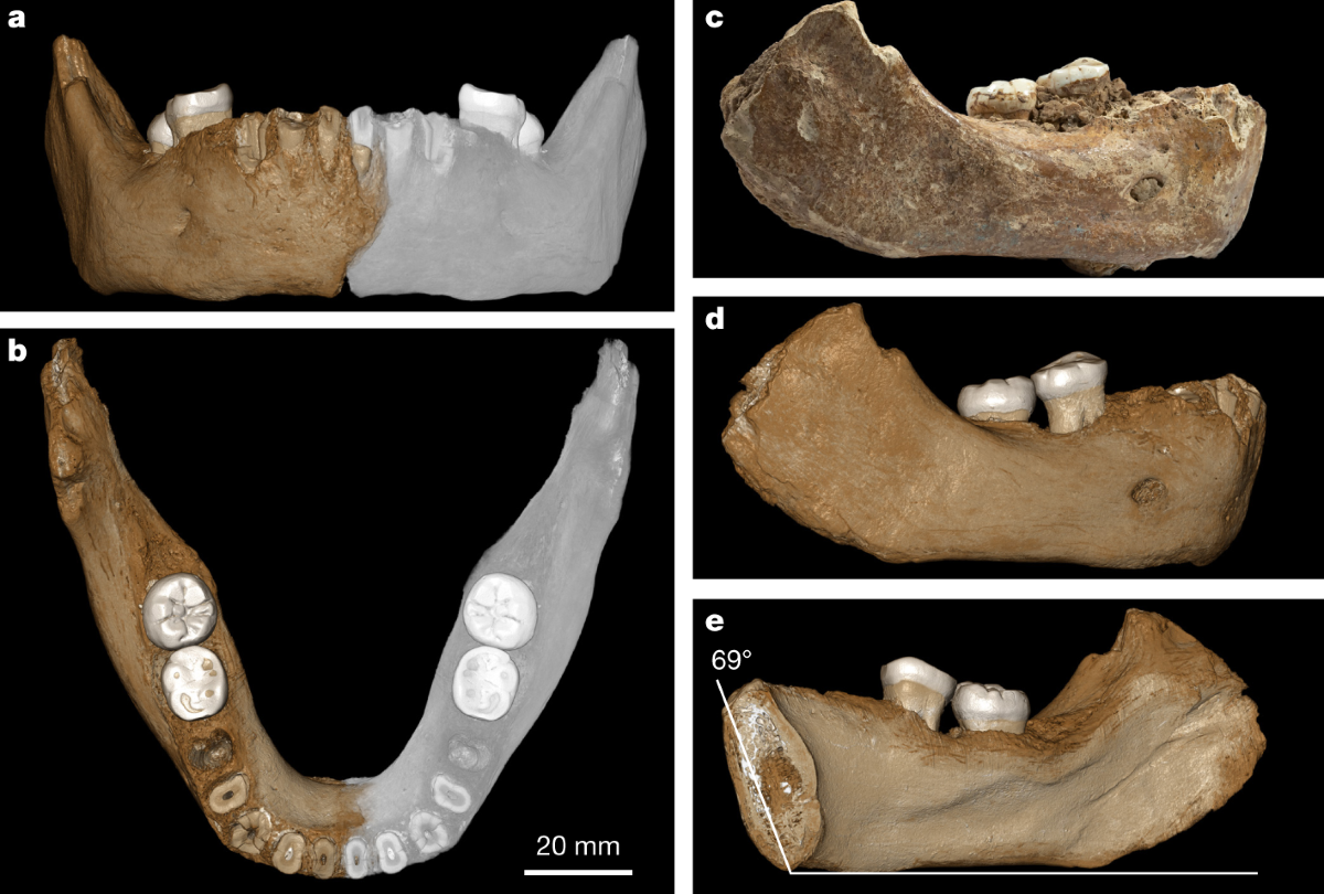 The Xiahe mandible, a robust partial jawbone with two attached molars