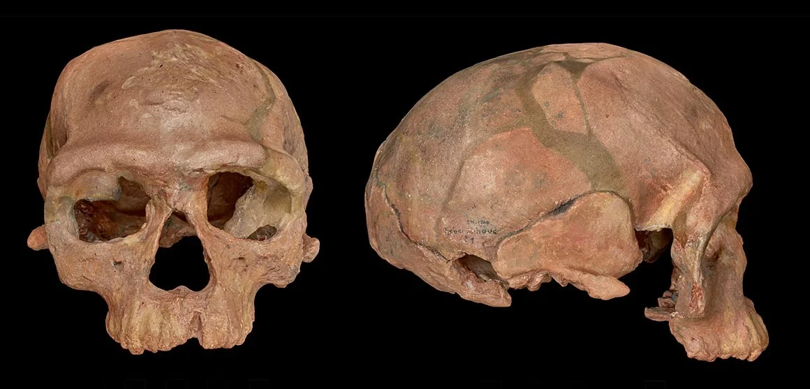 Jebel Irhoud 1 cranium, the oldest known fossil attributed to Homo sapiens