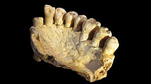 The Misliya-1 maxilla, a partial upper jaw with teeth from Misliya Cave, Israel