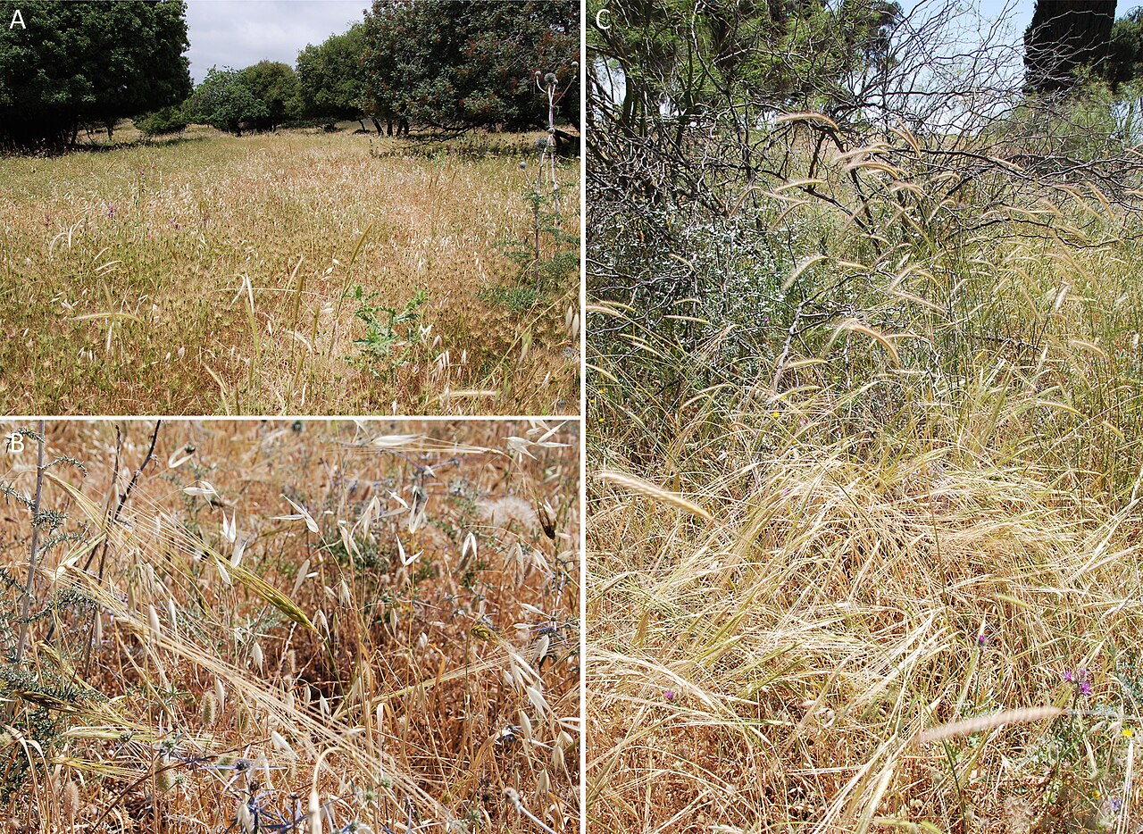 Ancient wheat field in the Fertile Crescent region where agriculture first emerged
