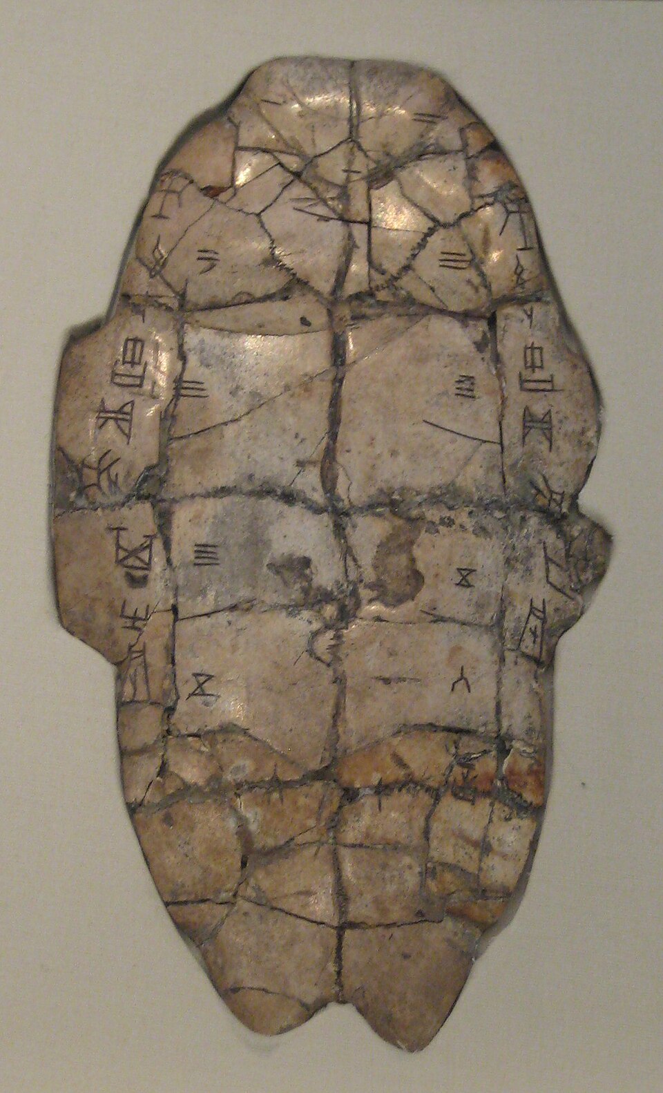 Shang dynasty tortoise plastron inscribed with oracle bone script