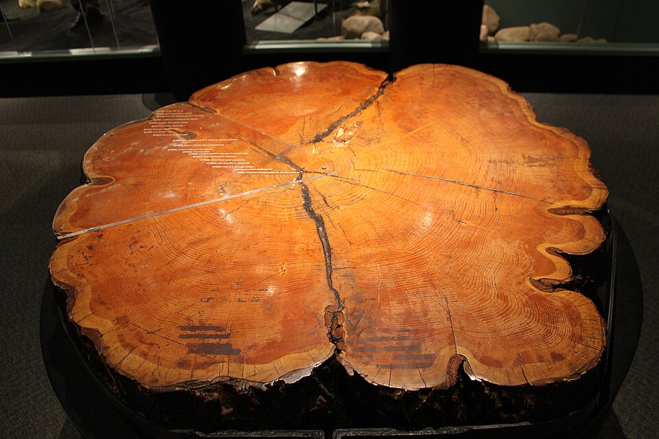 Cross section of a tree trunk with labelled annual growth rings illustrating dendrochronology