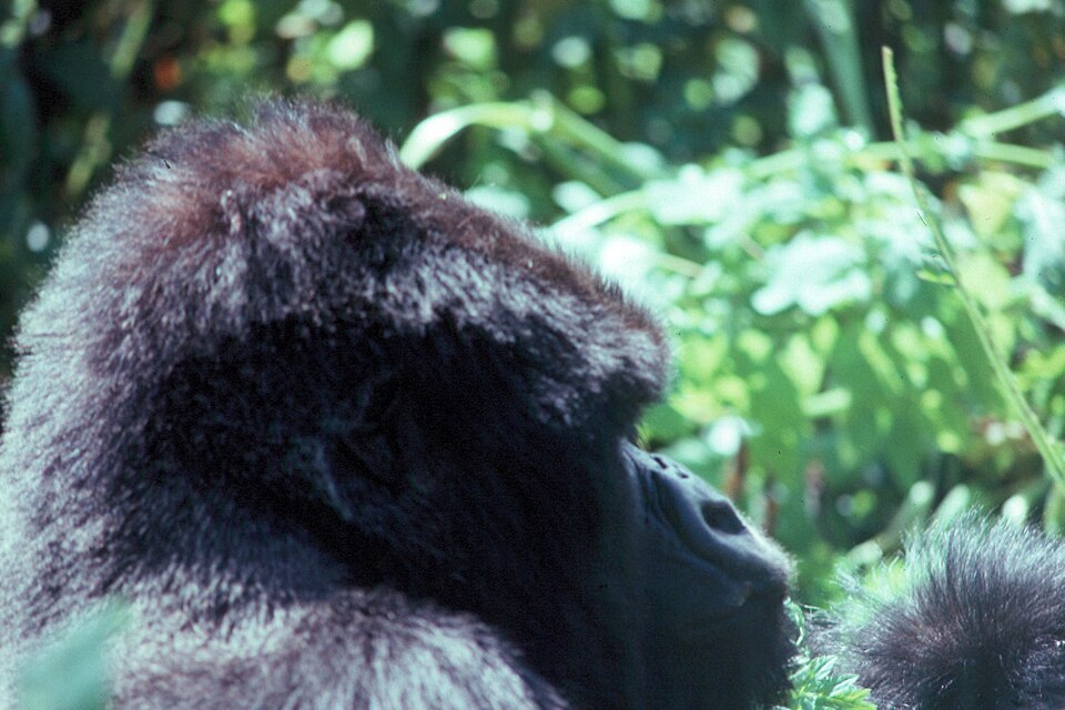 Close-up portrait of a male western lowland gorilla (Gorilla gorilla gorilla)