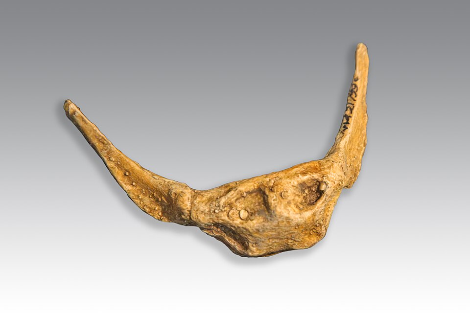 A 60,000-year-old Neanderthal hyoid bone from Kebara Cave, Israel