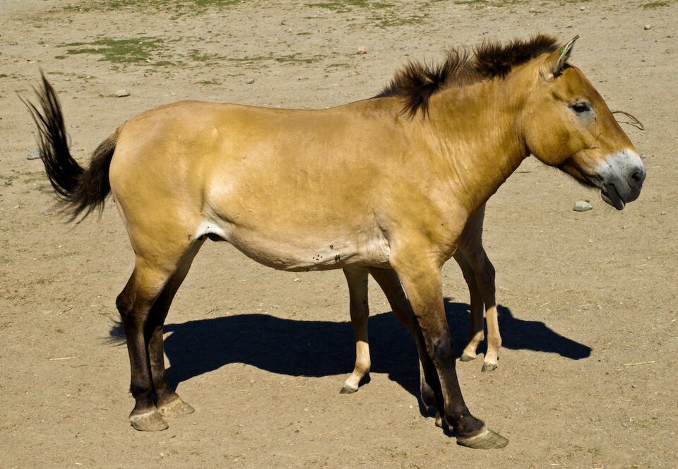 A Przewalski's horse, the only surviving wild subspecies of horse and close relative of the domestic horse's wild ancestor