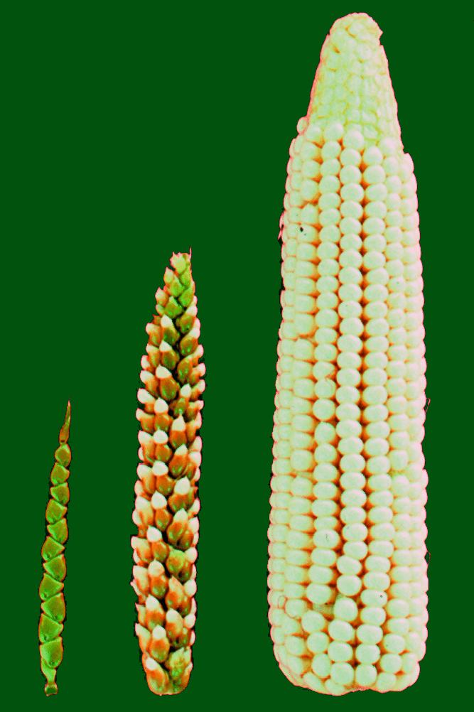 Teosinte, the wild ancestor of maize, showing the small seed heads characteristic of the undomesticated plant