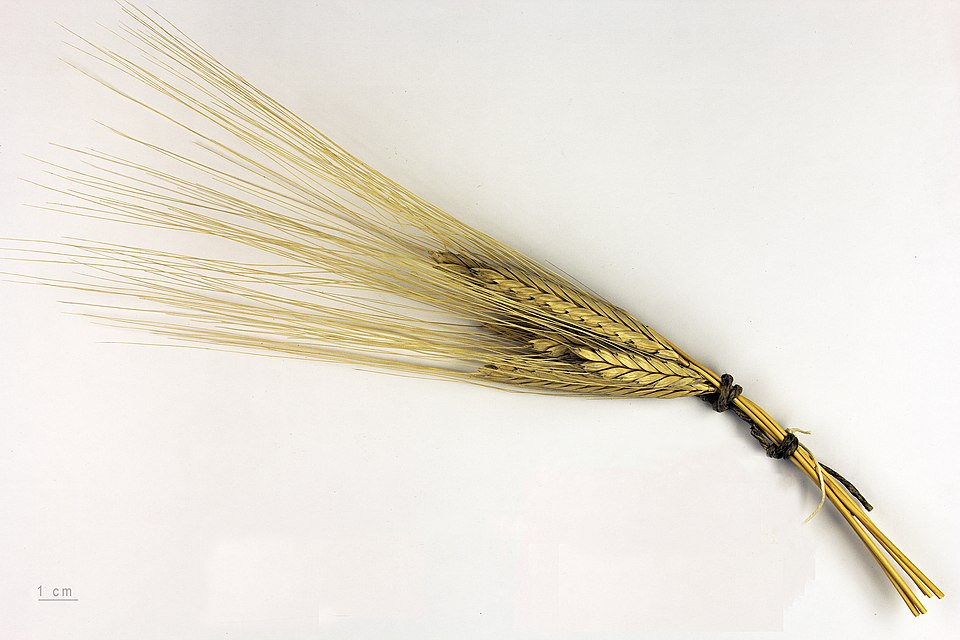 Seeds of einkorn wheat (Triticum monococcum), one of the earliest domesticated grain crops