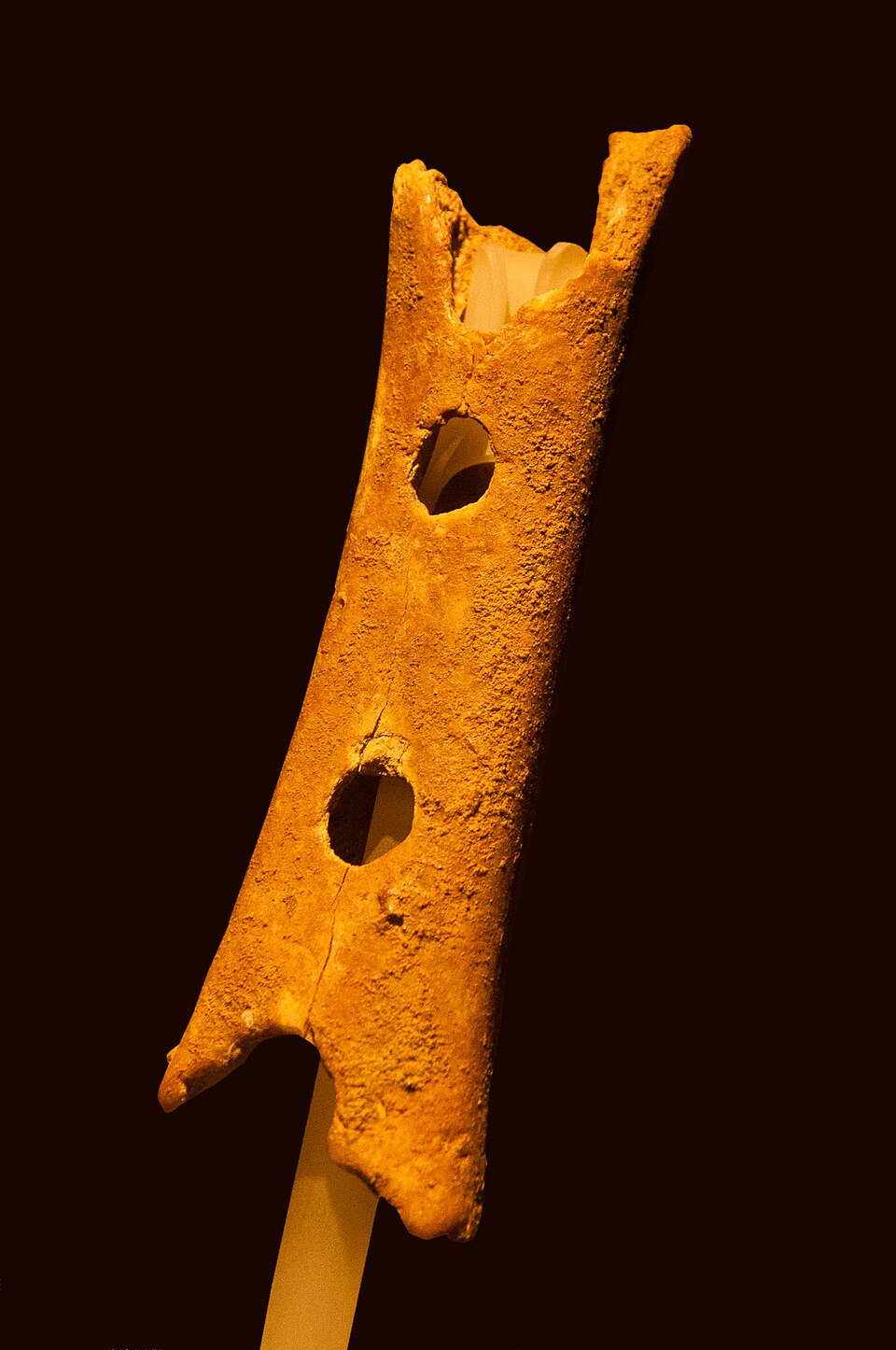 The Divje Babe flute, a cave bear femur fragment with aligned holes, on display in Ljubljana