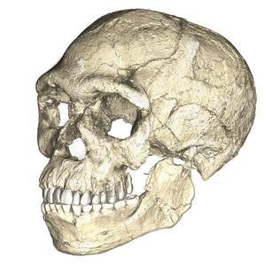 Composite reconstruction of the oldest known Homo sapiens fossils from Jebel Irhoud, Morocco, dated to approximately 300,000 years ago
