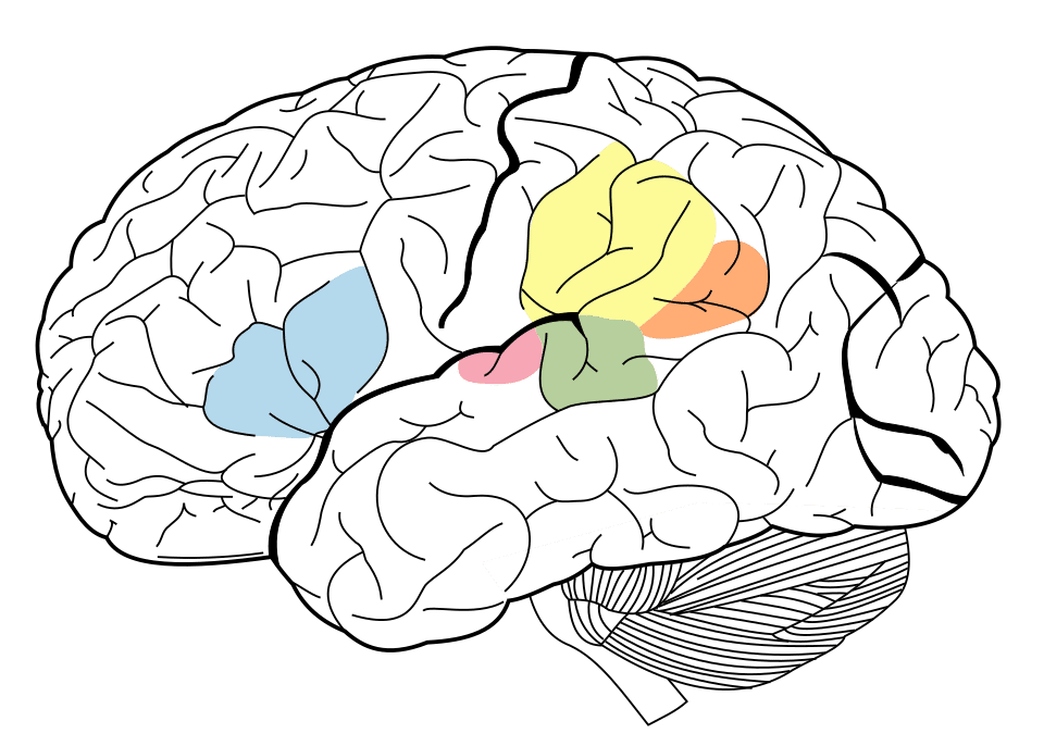 Diagram of the human brain showing Broca's area and Wernicke's area, the primary cortical regions involved in language production and comprehension