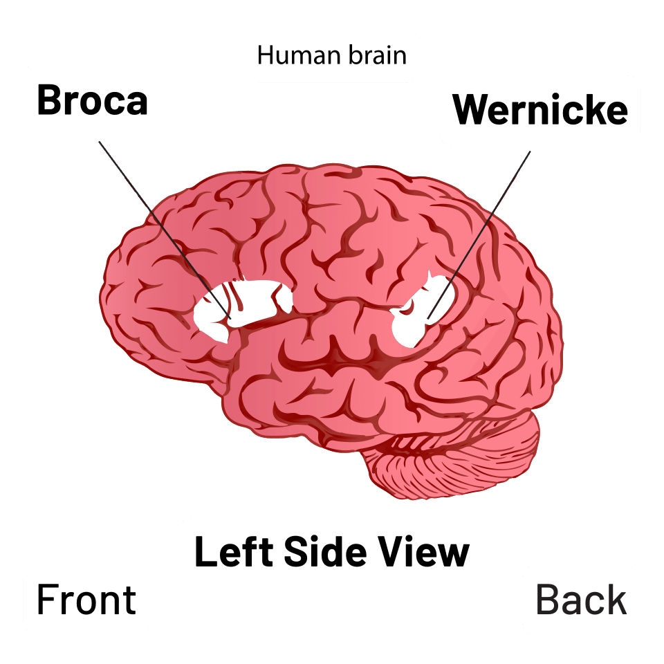 Diagram of the human brain showing Broca's area and Wernicke's area, the cortical regions critical for language production and comprehension
