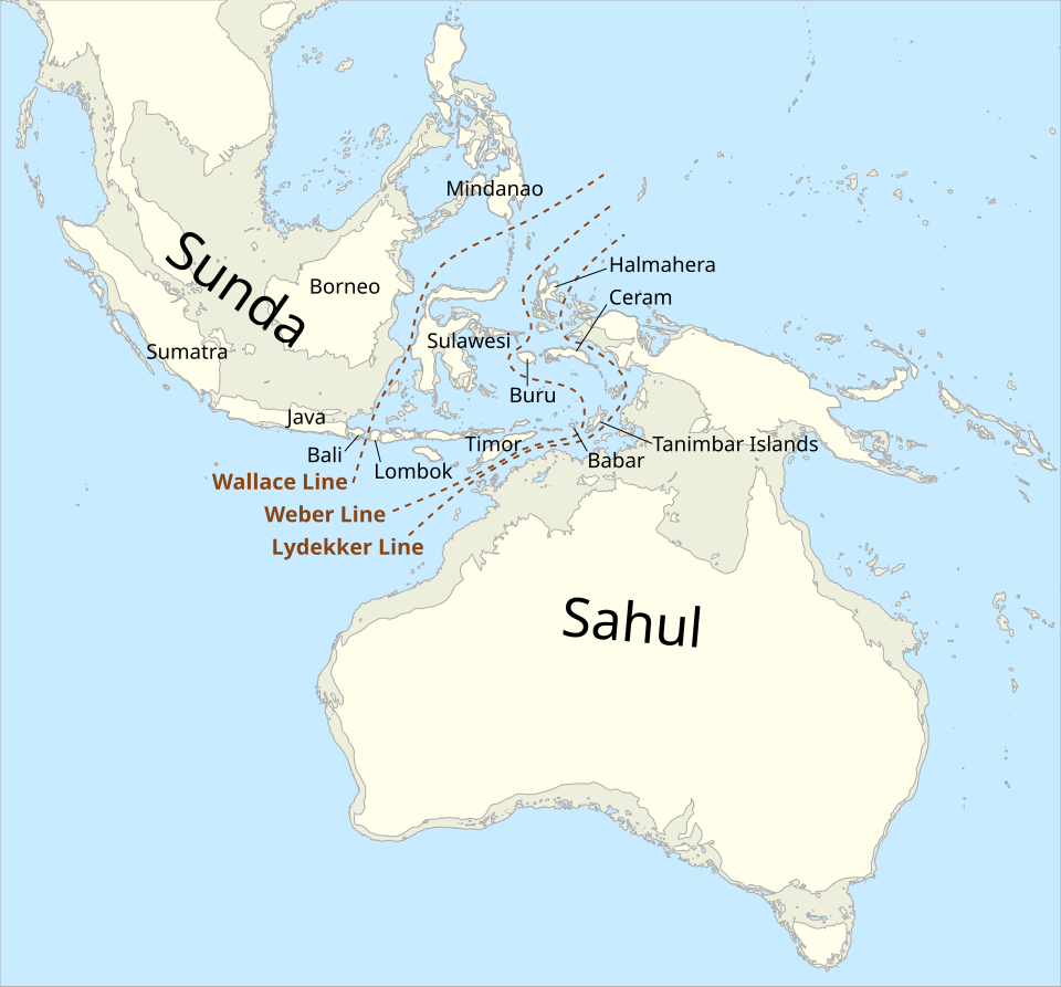 Map showing the Sunda and Sahul landmasses separated by the Wallace Line, Weber Line, and Lydekker Line, with the 125-metre depth contour marking glacial-period coastlines