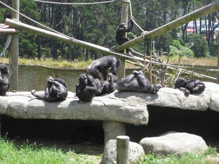 A group of chimpanzees resting in sunlight at Wellington Zoo, illustrating subjects of primatological study