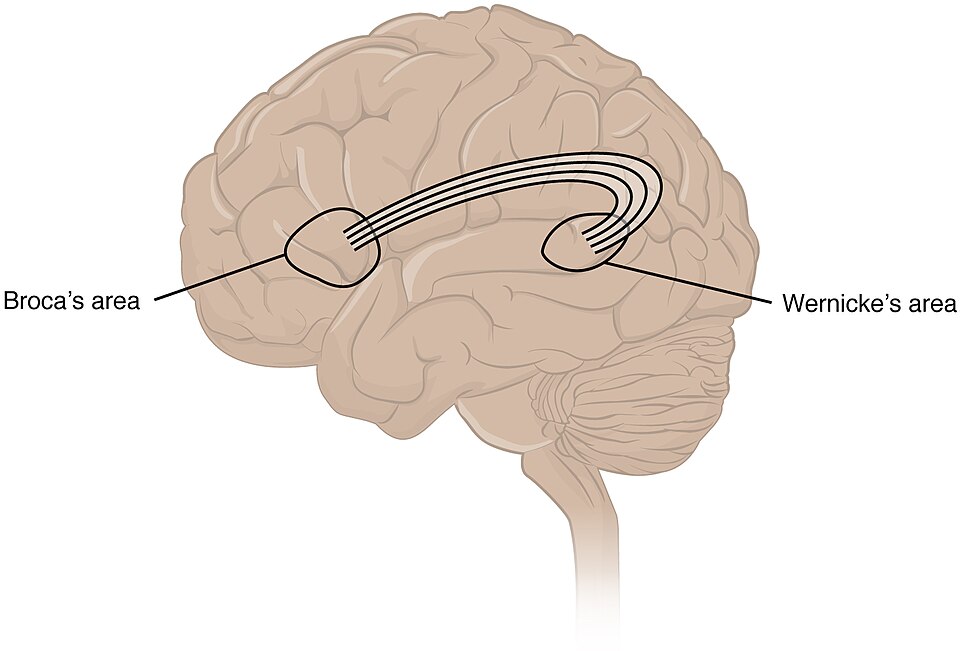 Diagram of the human brain showing Broca's area and Wernicke's area, the primary language processing regions