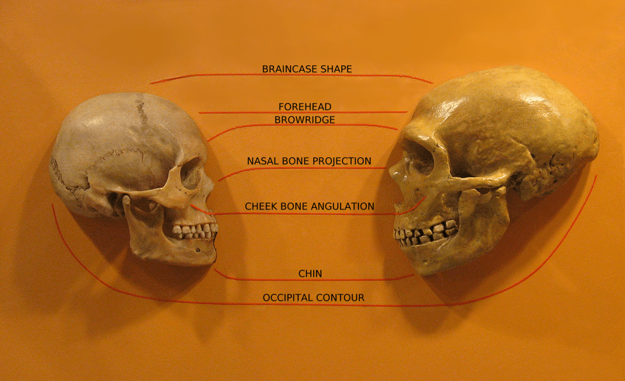 Comparison of modern human and Neanderthal skulls showing anatomical differences