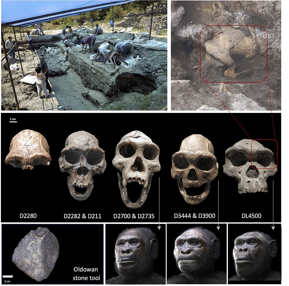 Composite showing the Dmanisi excavation site, five Homo erectus skulls, an Oldowan stone tool, and facial reconstructions from Dmanisi, Georgia
