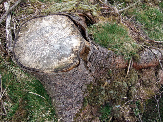 Cross-section of a Sitka spruce trunk showing clearly visible annual growth rings used in dendrochronology