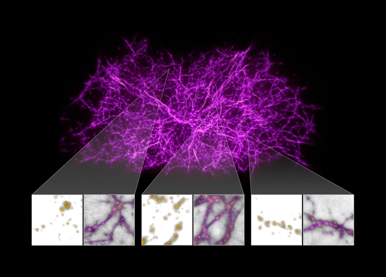 Map of the cosmic web derived from applying a slime mould algorithm to galaxy positions