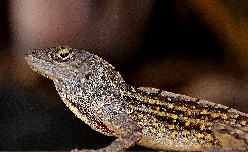 Brown anole (Norops sagrei), a trunk-ground ecomorph from Cuba and the Bahamas, perched on a surface displaying its dewlap