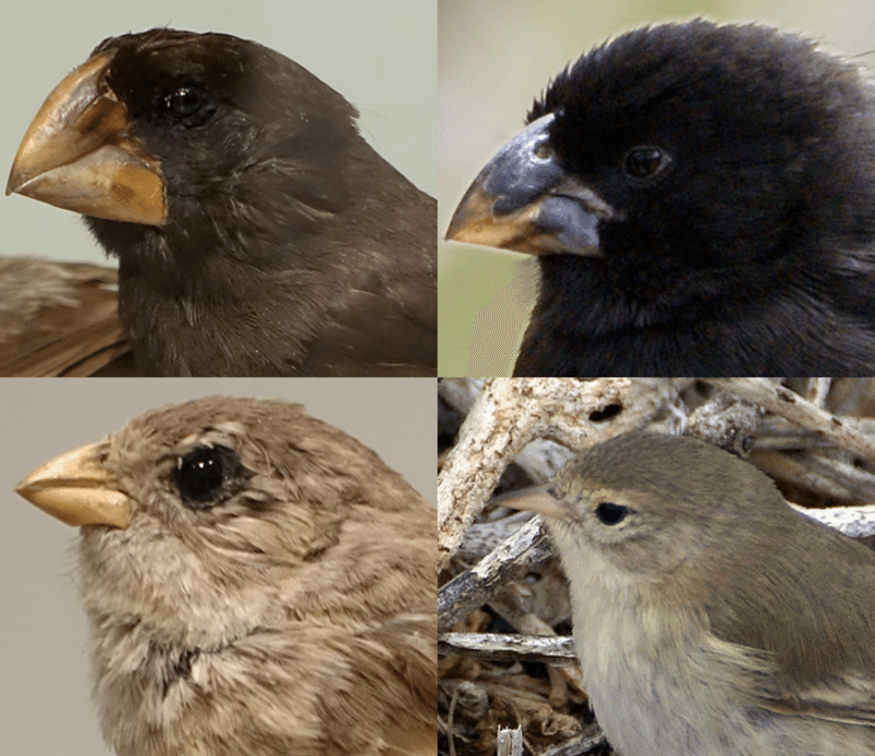 Four species of Darwin's finches from the Galapagos Islands, showing beak variation