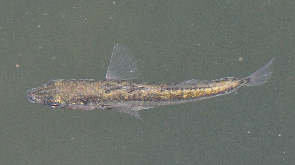 Threespine stickleback (Gasterosteus aculeatus) showing characteristic dorsal spines and lateral bony plates