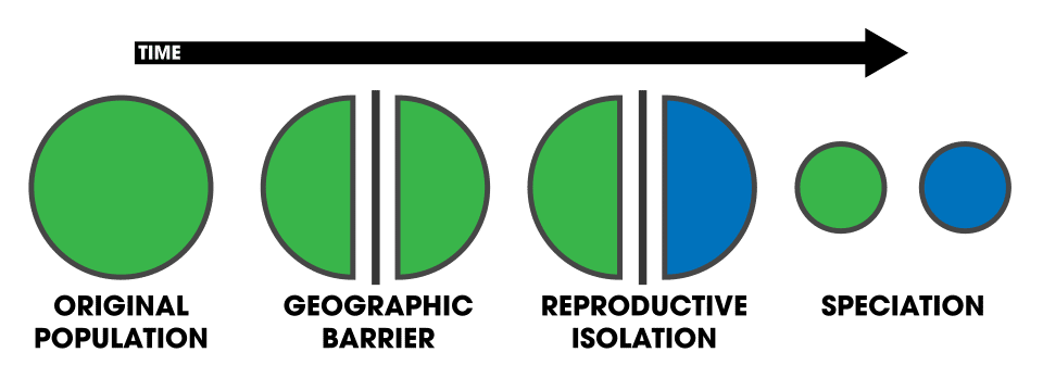 Diagram showing allopatric speciation: a single species population is divided by a geographic barrier, the two populations diverge independently, and a new species is formed