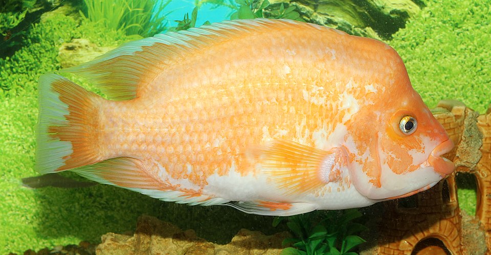 Midas cichlid (Amphilophus citrinellus), a golden-orange cichlid fish