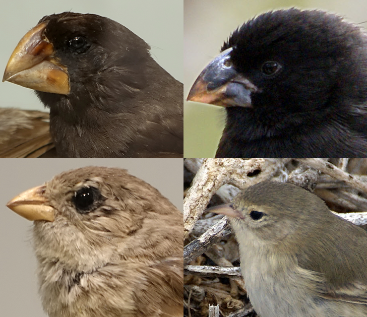 Collage of four Darwin's finch species from the Galapagos Islands showing dramatically different beak shapes: large ground finch, medium ground finch, warbler finch, and small tree finch