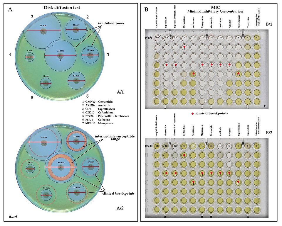 Antibiotic susceptibility testing using disk diffusion method on an agar plate