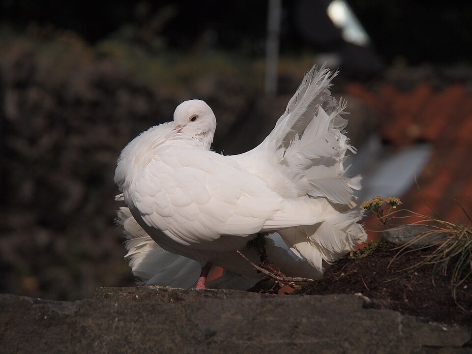 An English Fantail pigeon displaying its characteristic fan-shaped tail of approximately 42 feathers