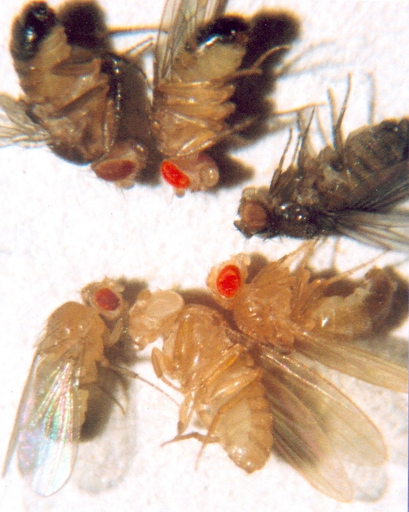 Drosophila melanogaster eye color mutants showing six phenotypes: brown, cinnabar, sepia, vermilion, white, and wild-type red eyes