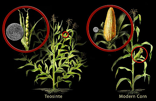 Side-by-side comparison of Balsas teosinte (wild ancestor) and modern maize, showing dramatic transformation through artificial selection